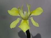 Moraea fugax